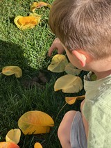 Child Discovering Autumn Leaves in Grass