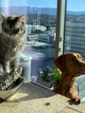 Counter Companions