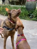 Playtime with Pups