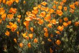 A Sea of California Poppies