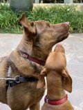 A Canine Conversation