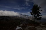 Lone Evergreen Tree in Snowy Mountain