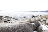 Seals on the Rocks