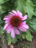 Pink Daisy