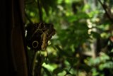 Enchanted Encounter