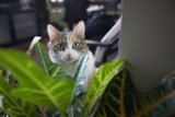 Feline in Foliage