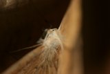 Mighty Moth