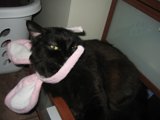 Purrfectly accessorized