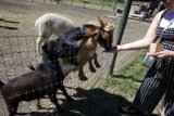 A Friendly Encounter at Calistoga Old Faithful Geyser Farm
