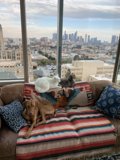 Furry Friends on the Couch