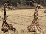 Graceful Giants of Oakland