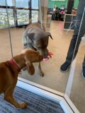 Doggy Introduction