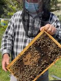 Beekeeper in the Field