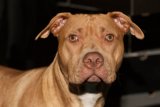 Big Headed Pitbull