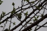 Spring Sentinel