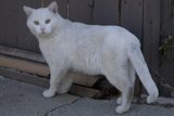 Serene Serenade: The Furry Feline Explorer