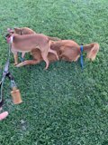 Playtime in the Grass