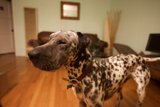 Dalmatian lounging on hardwood floor
