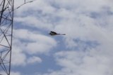 Flight Along Power Lines
