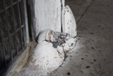 Frosty Hydrant