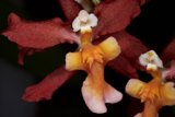 Orchids in Intimate Conversation