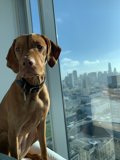 Urban Pupper Gazing Out