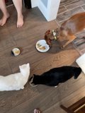 A Feast on Hardwood Floors