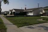 The Majestic Tree of the Suburbs