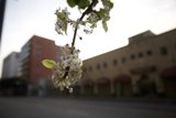 Blossoming Branch