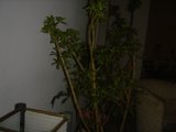 Chair Accompanied by Decorative Potted Plant