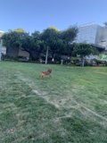 Running Free in the Fields