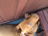 Playtime on Hardwood
