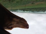 Canine on a Safari