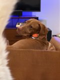 Cozy Canine Moments