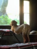Window Watcher