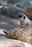 Pensive Meerkat