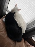 Feline Friends on the Sofa