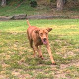 Running Free in the Green Grass