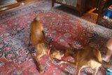 Battle on the Rug