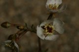 Close-up of a White Orchid Flower