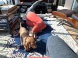 Relaxing with my Furry Friend