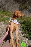 Leashed and Accessorized