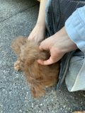 Precious Poodle