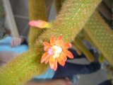Blossoming Cactus