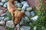 Canine on the Rocks