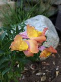 Vibrant Geraniums and Roses