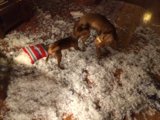 Puppies at Play