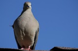 Eurasian Collared-Dove Portrait Against Clear Blue Sky