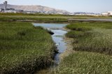 Serene Marshlands - A Bird's Haven