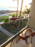 Summer Days with Canine Friends